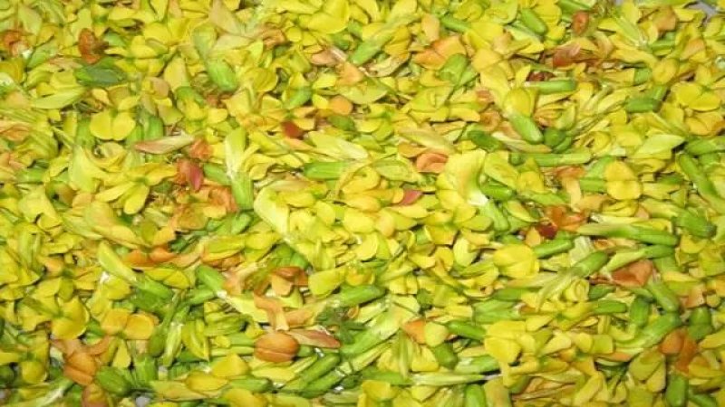 金雀花