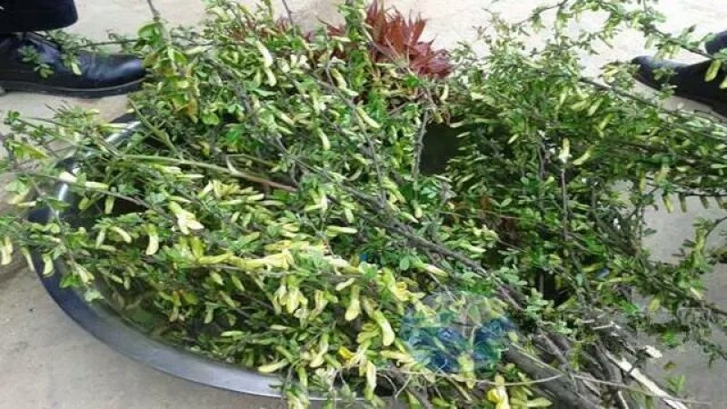 金雀花