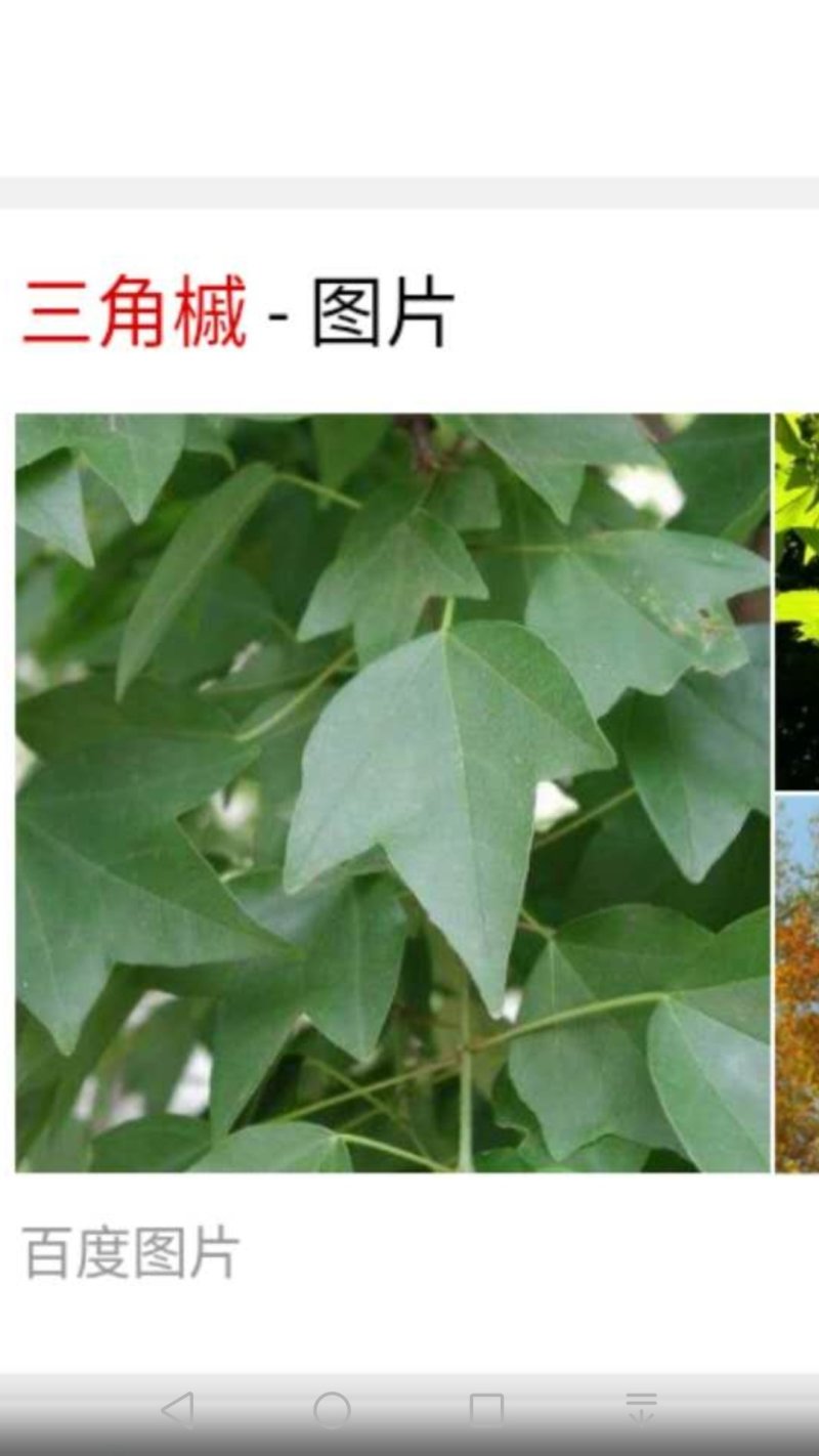 三角槭（三角枫）（见风干）