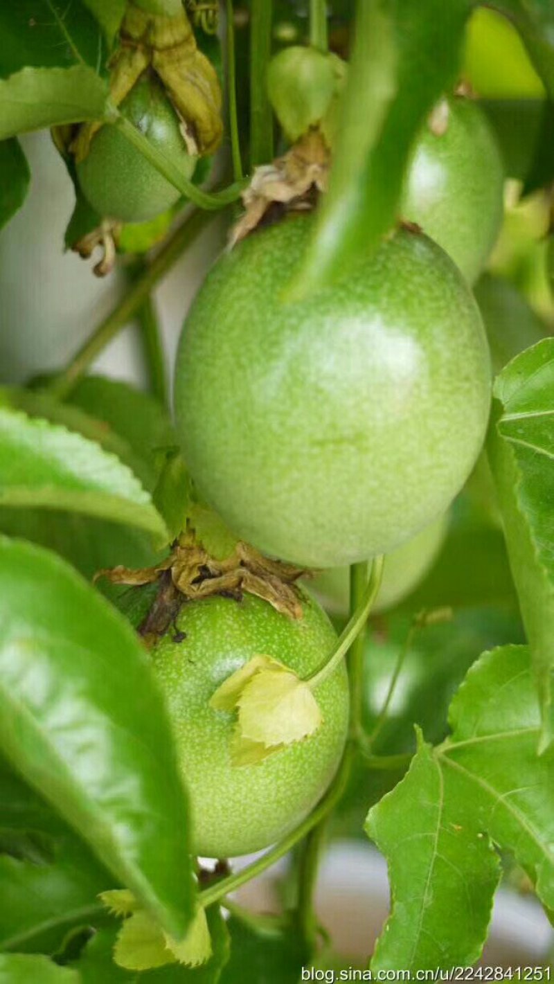 百香果苗