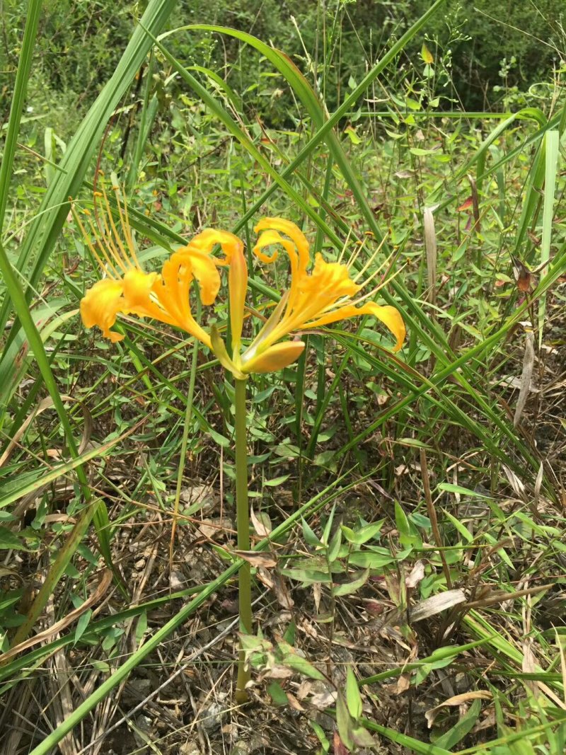 黄花石蒜