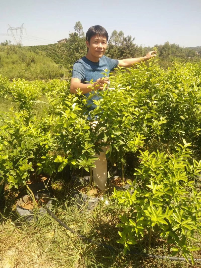沙糖桔特级大杯苗次年挂果匠心之作免费技术支持