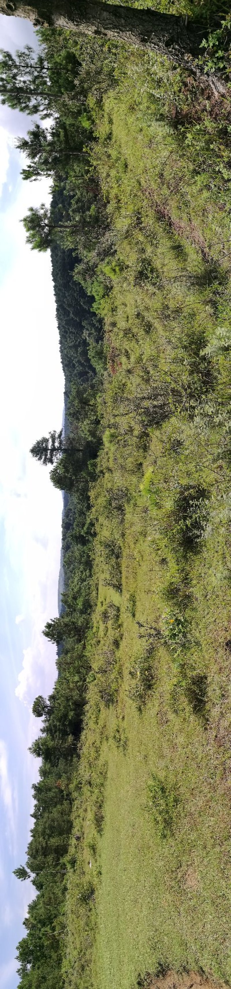出租或转让荒地林地