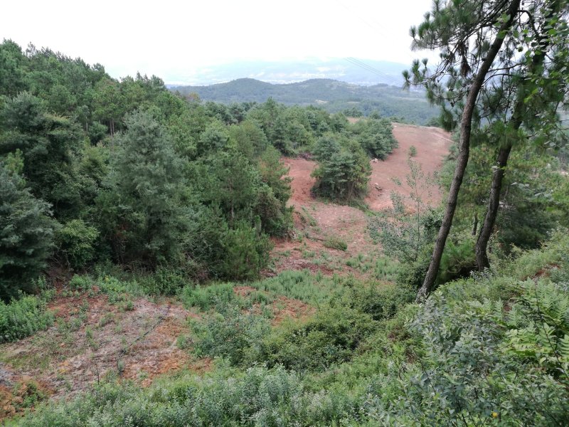 出租或转让荒地林地