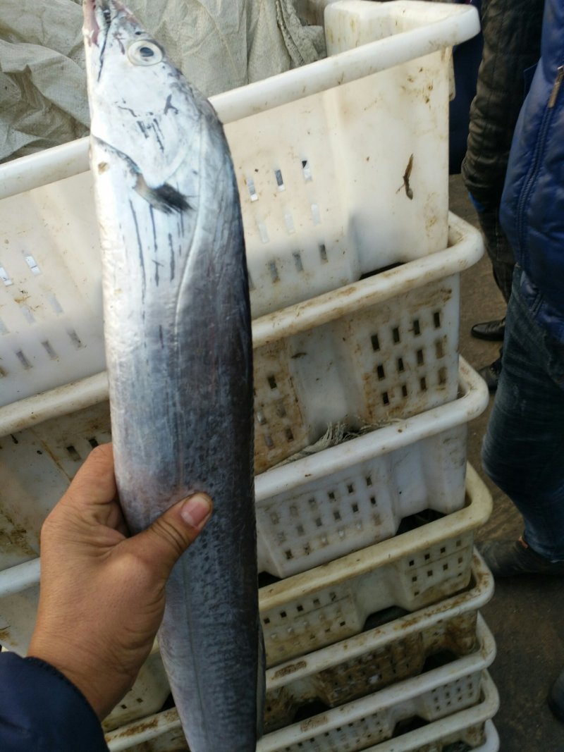 渤海湾刀鱼