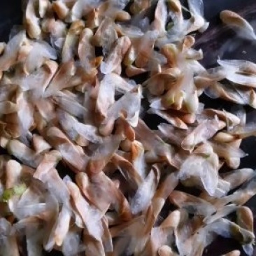 红油香椿种子发芽率高达95%以上