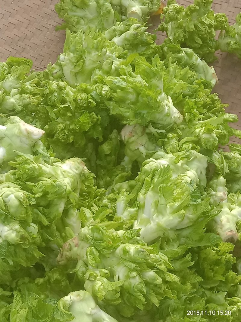 儿菜