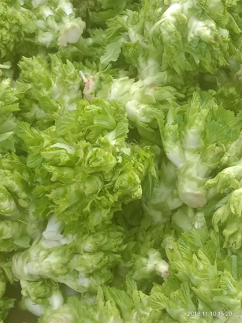 儿菜