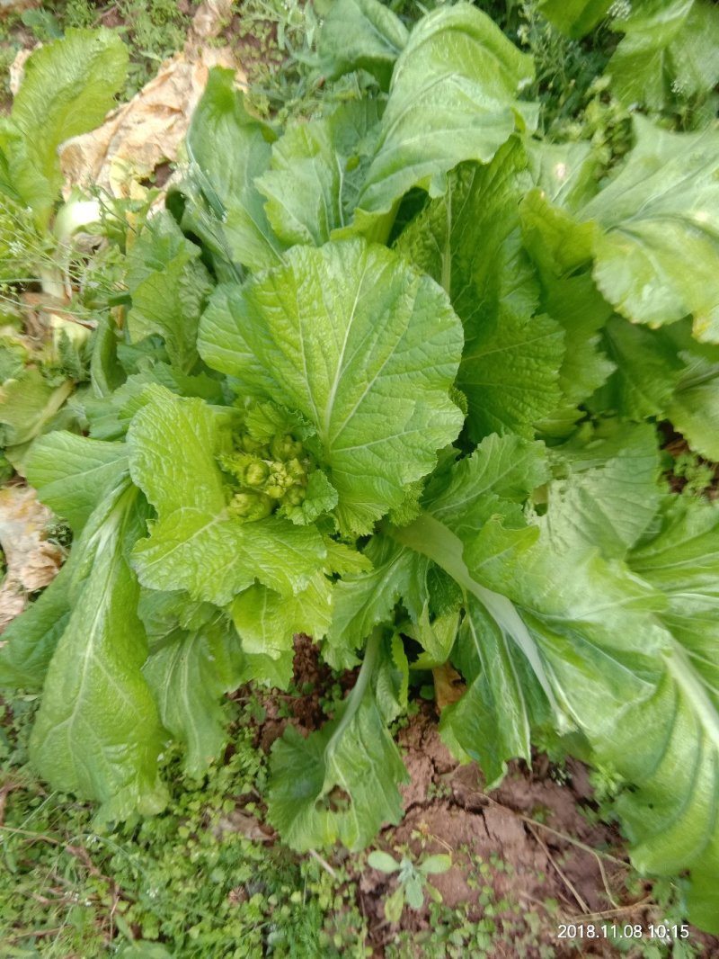 儿菜