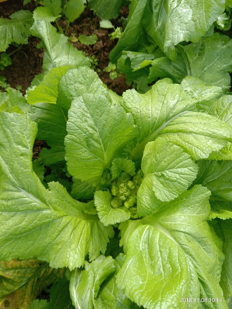 儿菜