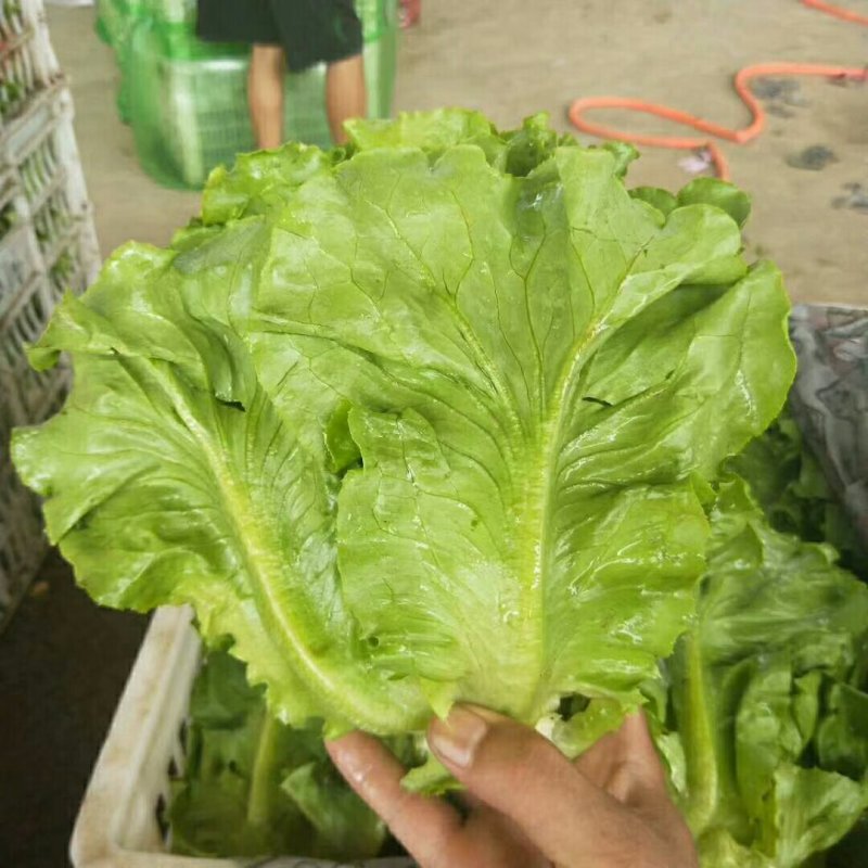 意大利生菜常年有货需要的老板联系我