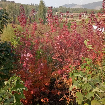 黄栌
