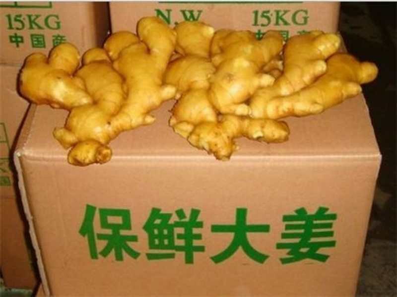 生姜，大黄姜，小黄姜，姜母，姜把，基地直销，常年供应！看