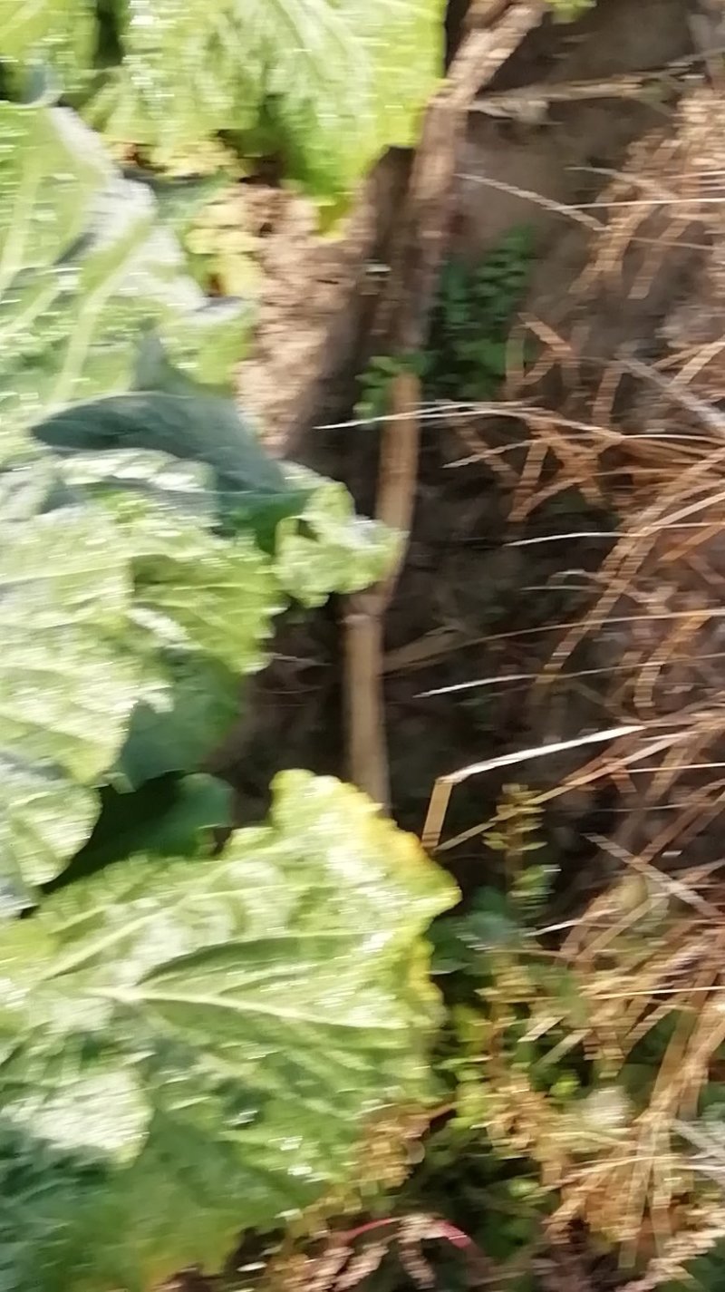 油绿白菜
