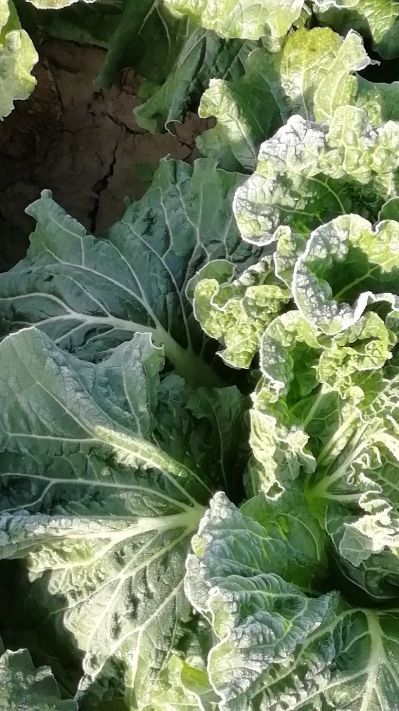 油绿白菜