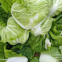 秦白2号白菜4~6斤，颗型圆、颜色绿，适合走市场及库存