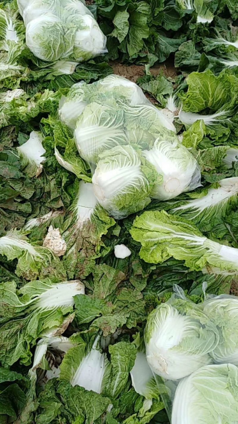 秦白2号白菜4~6斤，颗型圆、颜色绿，适合走市场及库存