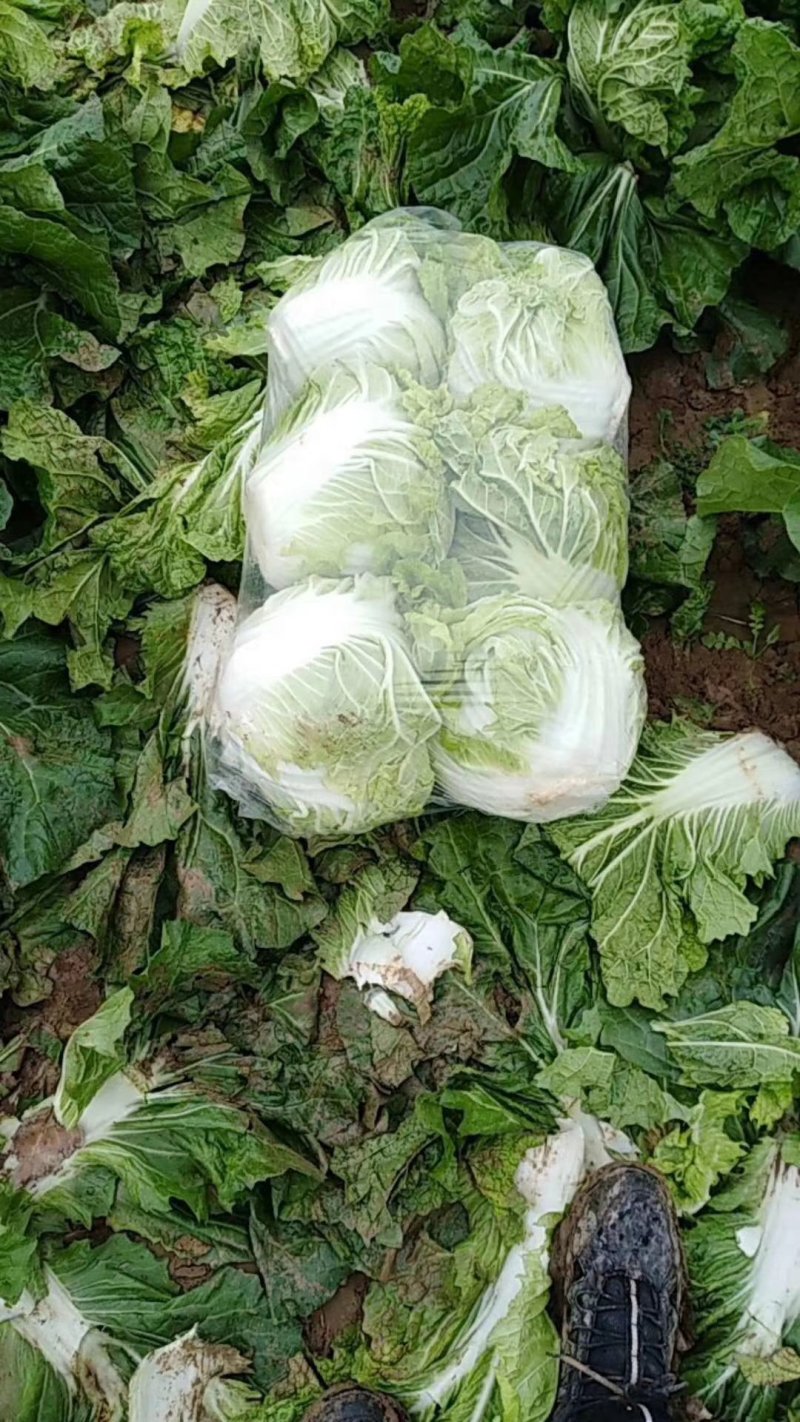 秦白2号白菜4~6斤，颗型圆、颜色绿，适合走市场及库存