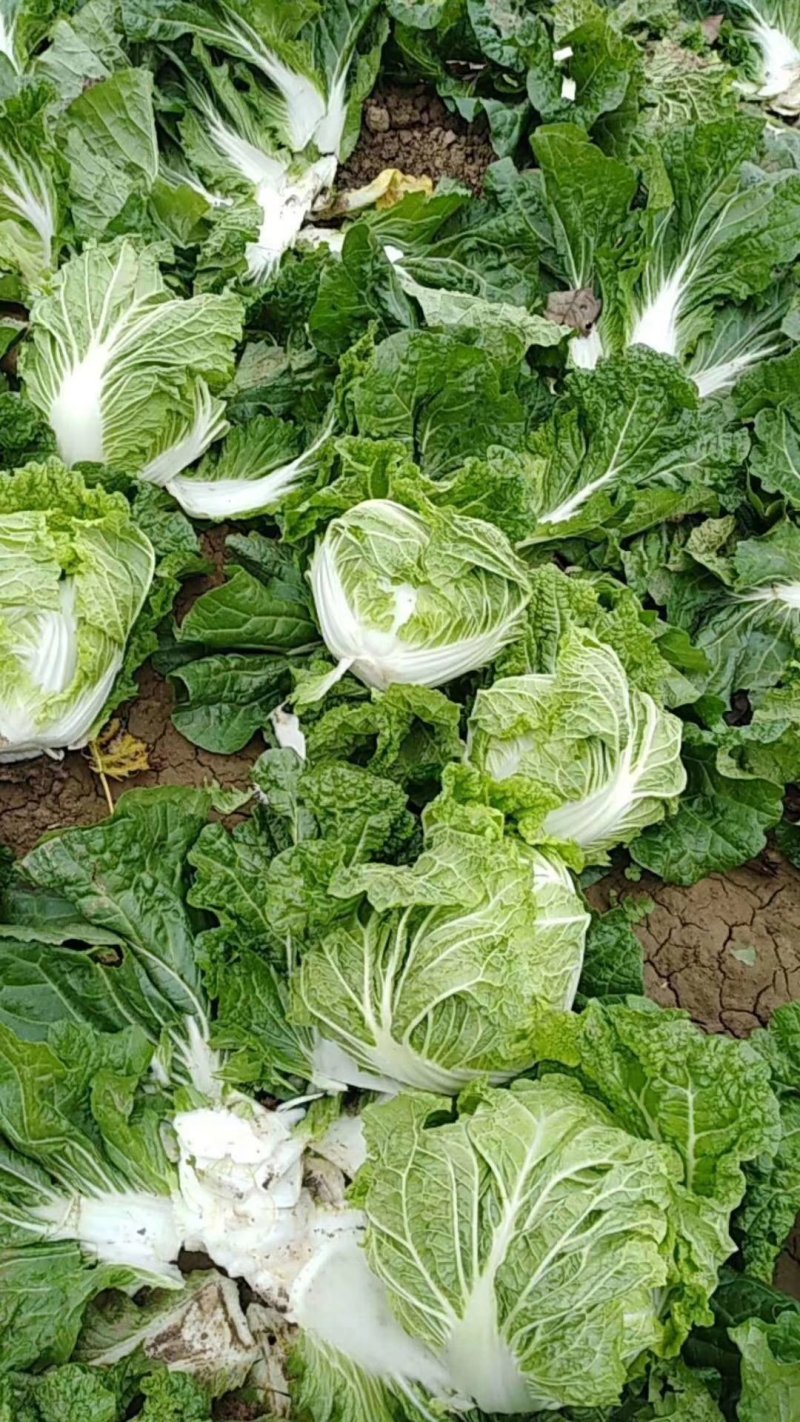 秦白2号白菜4~6斤，颗型圆、颜色绿，适合走市场及库存
