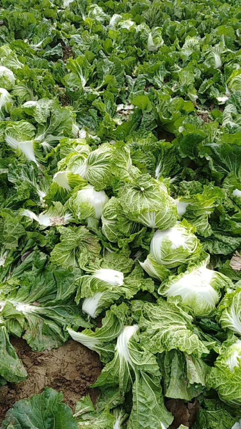 秦白2号白菜4~6斤，颗型圆、颜色绿，适合走市场及库存