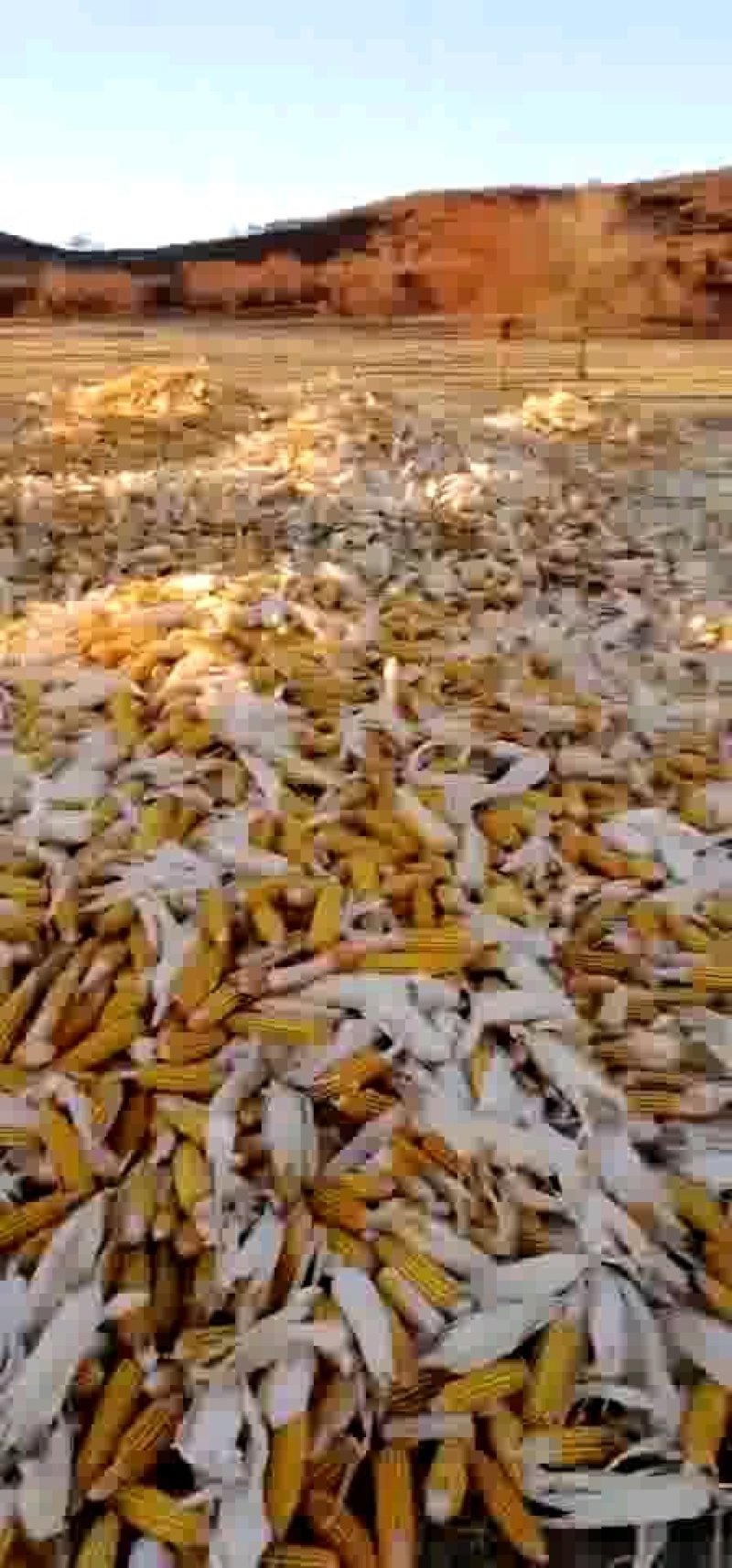 内蒙玉米潮粮扎赉特旗