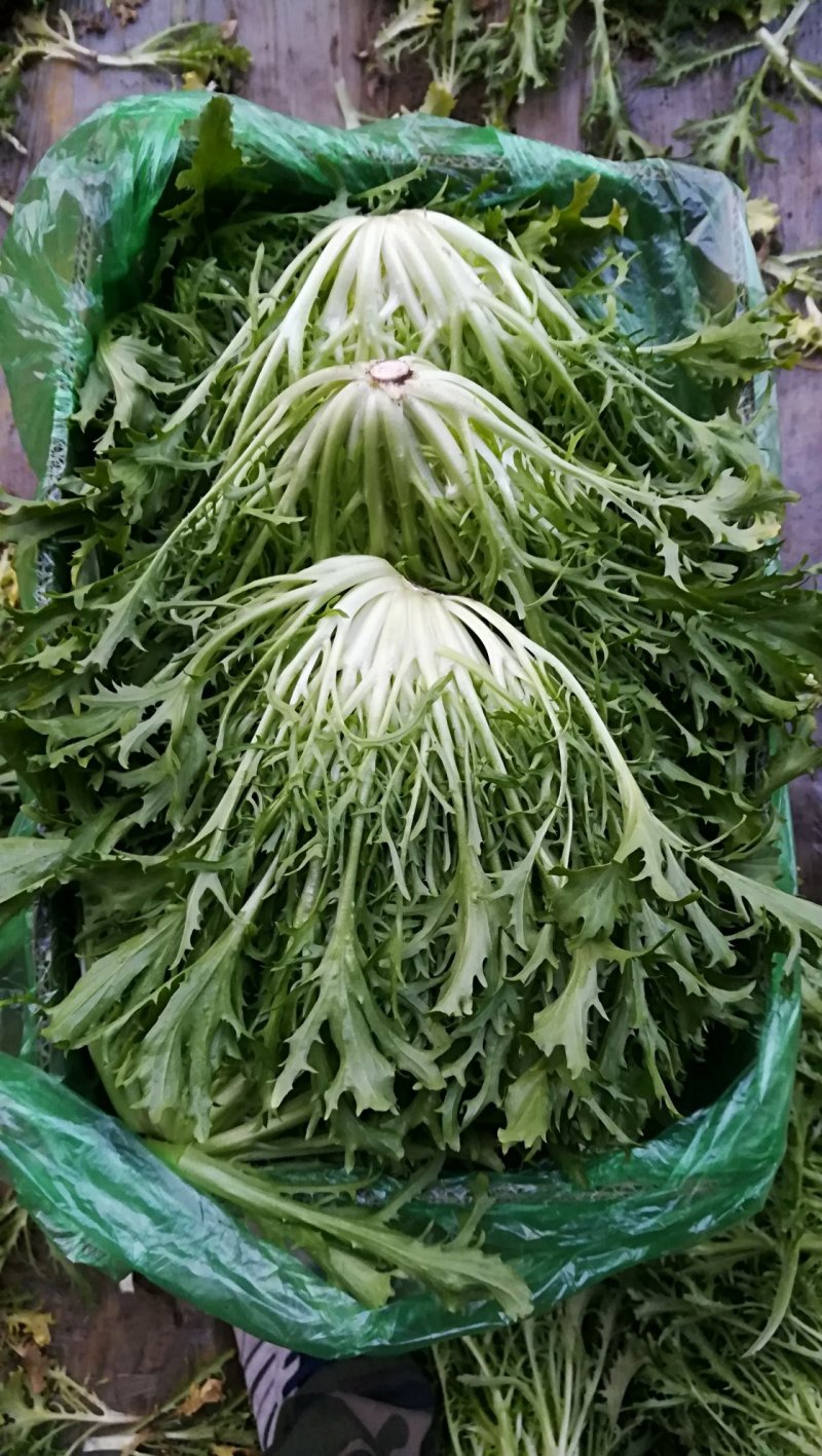 精品苦菊