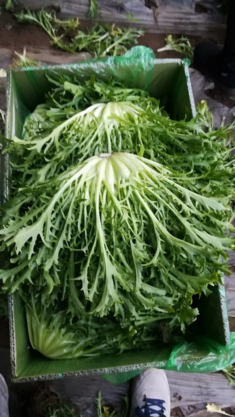精品苦菊
