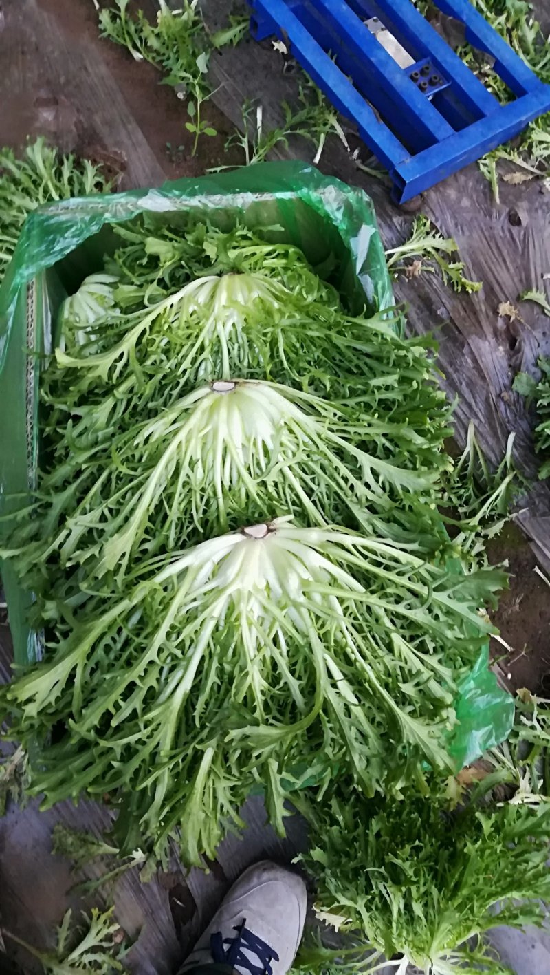 精品苦菊