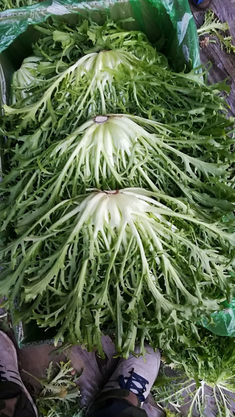 精品苦菊