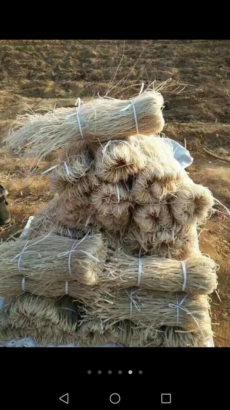 北京红薯553，红薯粉条特质