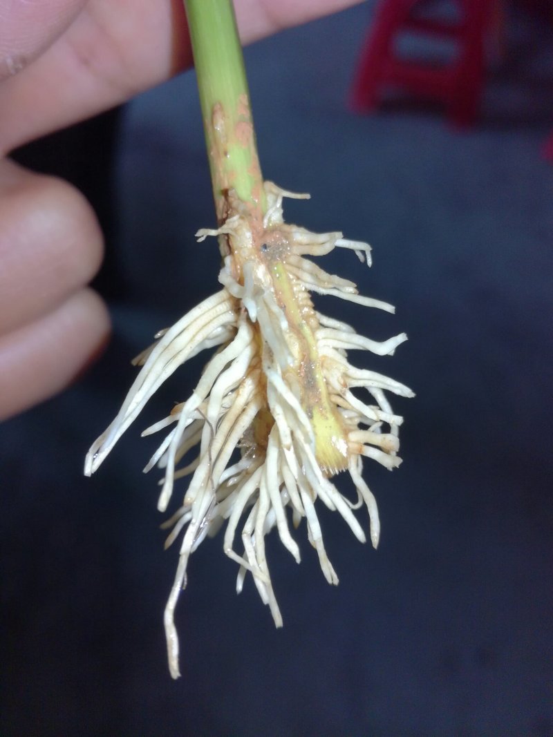 黄金百香果苗