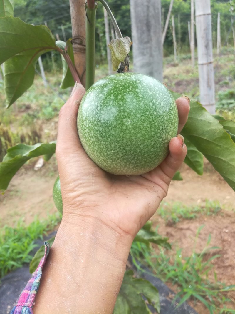 黄金百香果苗