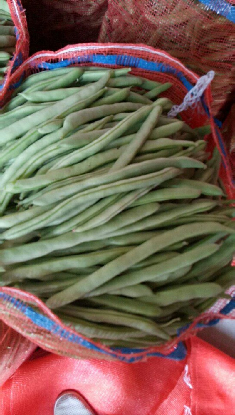 四季豆，豆角，青豆。大量上市四季豆。新苗上市