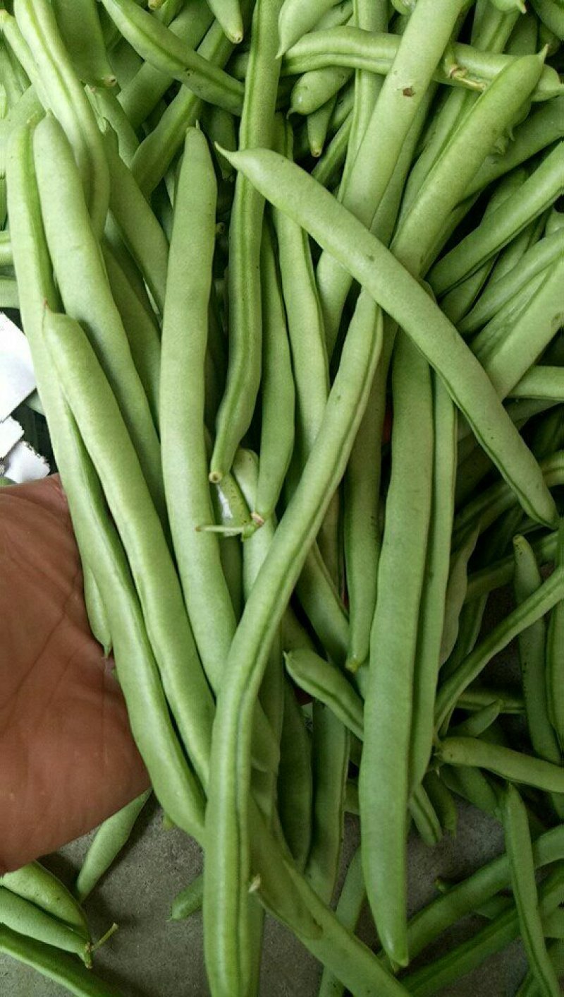 四季豆，豆角，青豆。大量上市四季豆。新苗上市