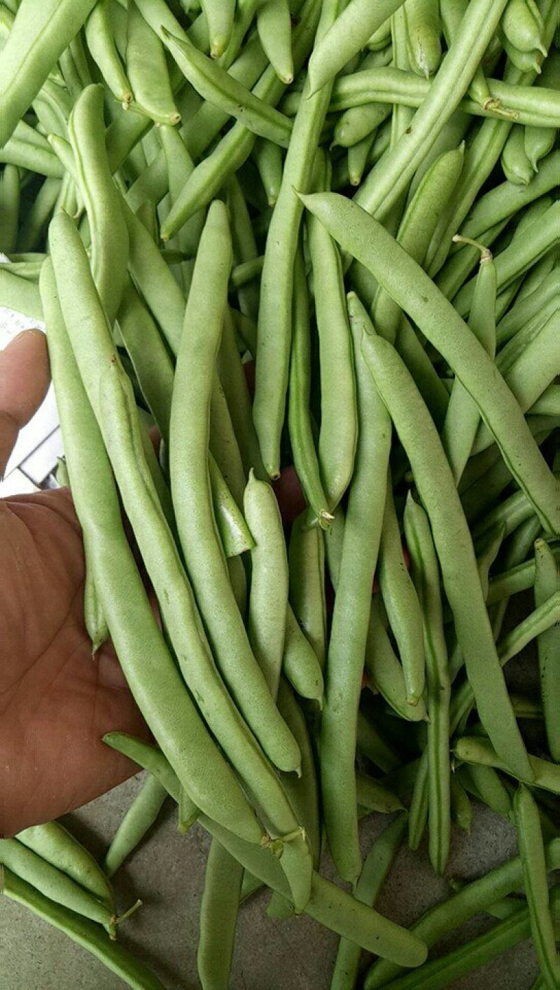 四季豆，豆角，青豆。大量上市四季豆。新苗上市