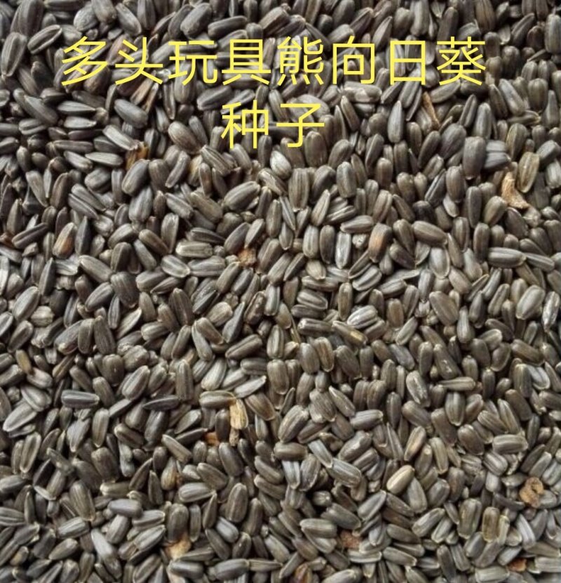 玩具熊向日葵种子多头矮化观赏型耐旱耐高温可货到付款