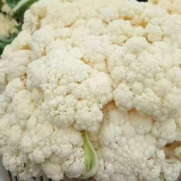 六五菜花大量上市
