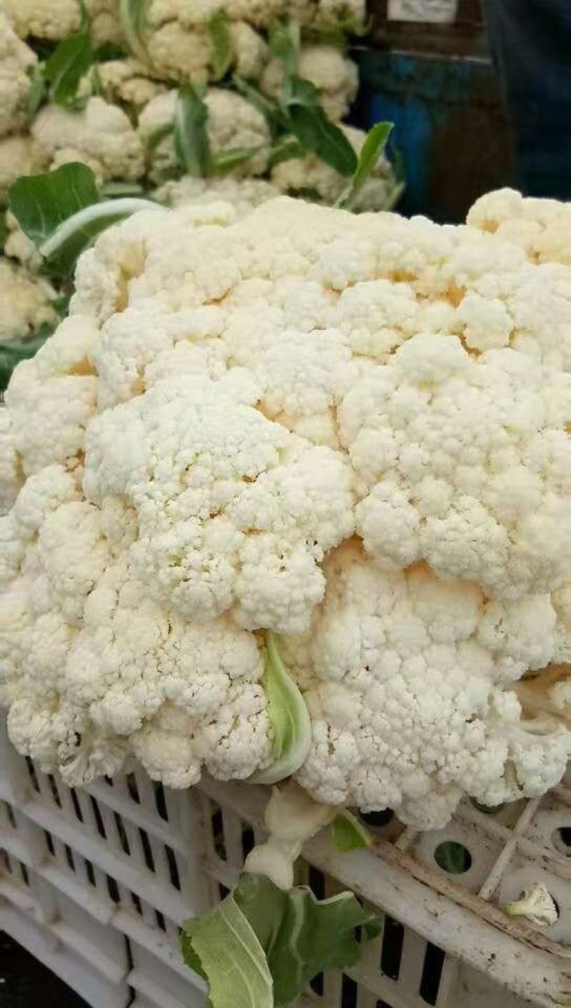 六五菜花大量上市