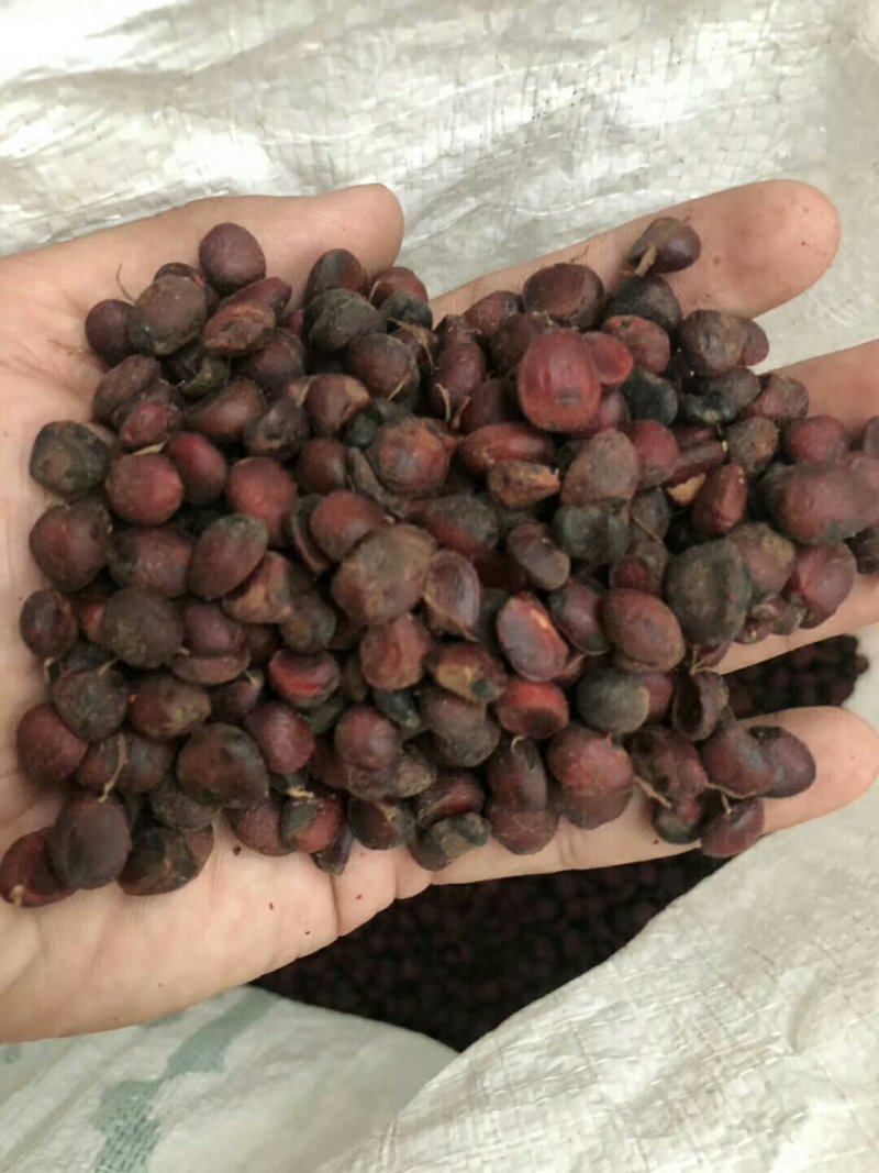 批发紫白紫玉兰种子包芽率新种子数量