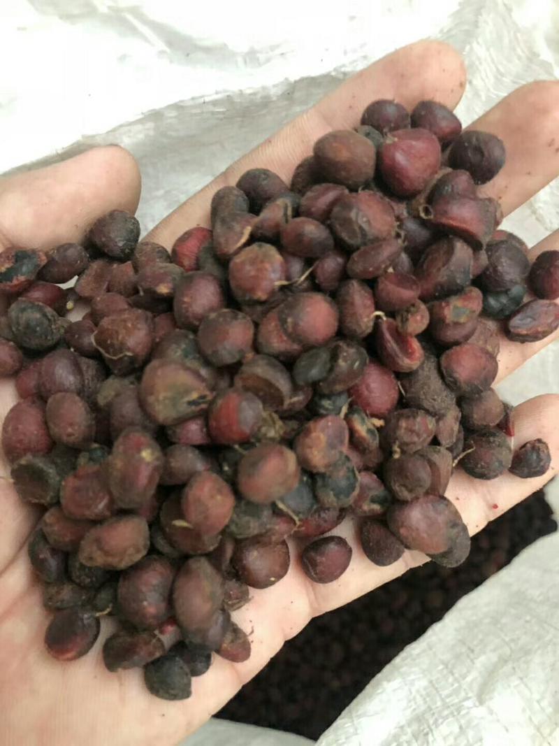 批发紫白紫玉兰种子包芽率新种子数量
