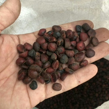 批发紫白紫玉兰种子包芽率新种子数量