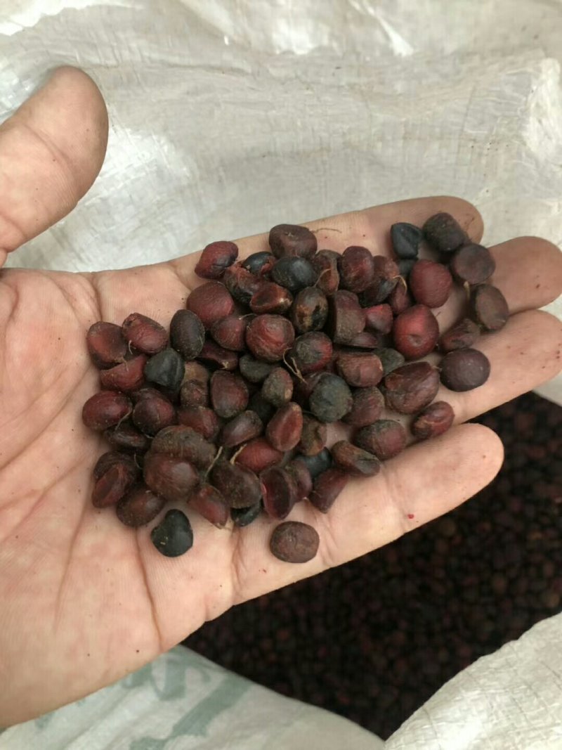 批发紫白紫玉兰种子包芽率新种子数量