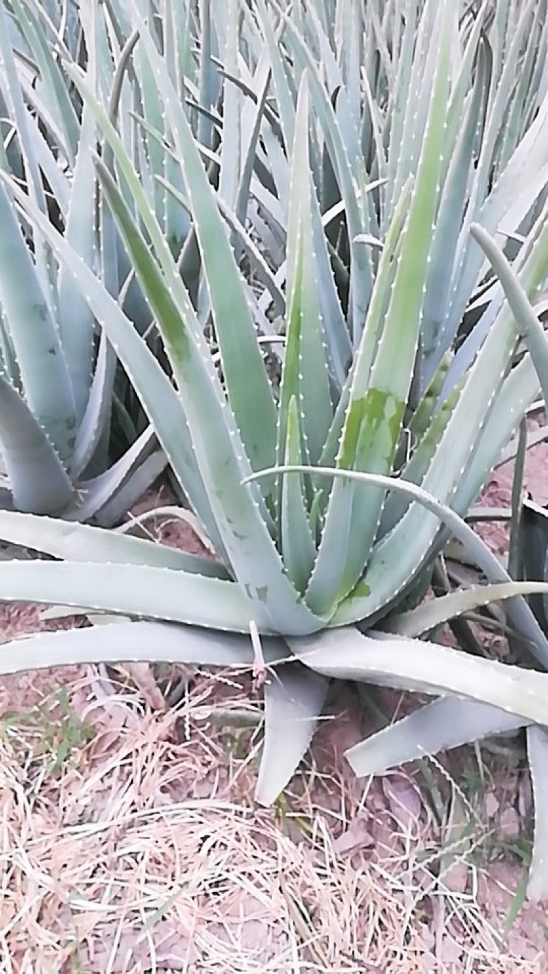 芦荟库拉索美容芦荟