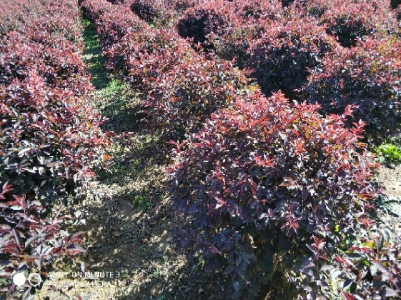 出售红叶李球，冠幅直径70—80cm，地径，价格优惠