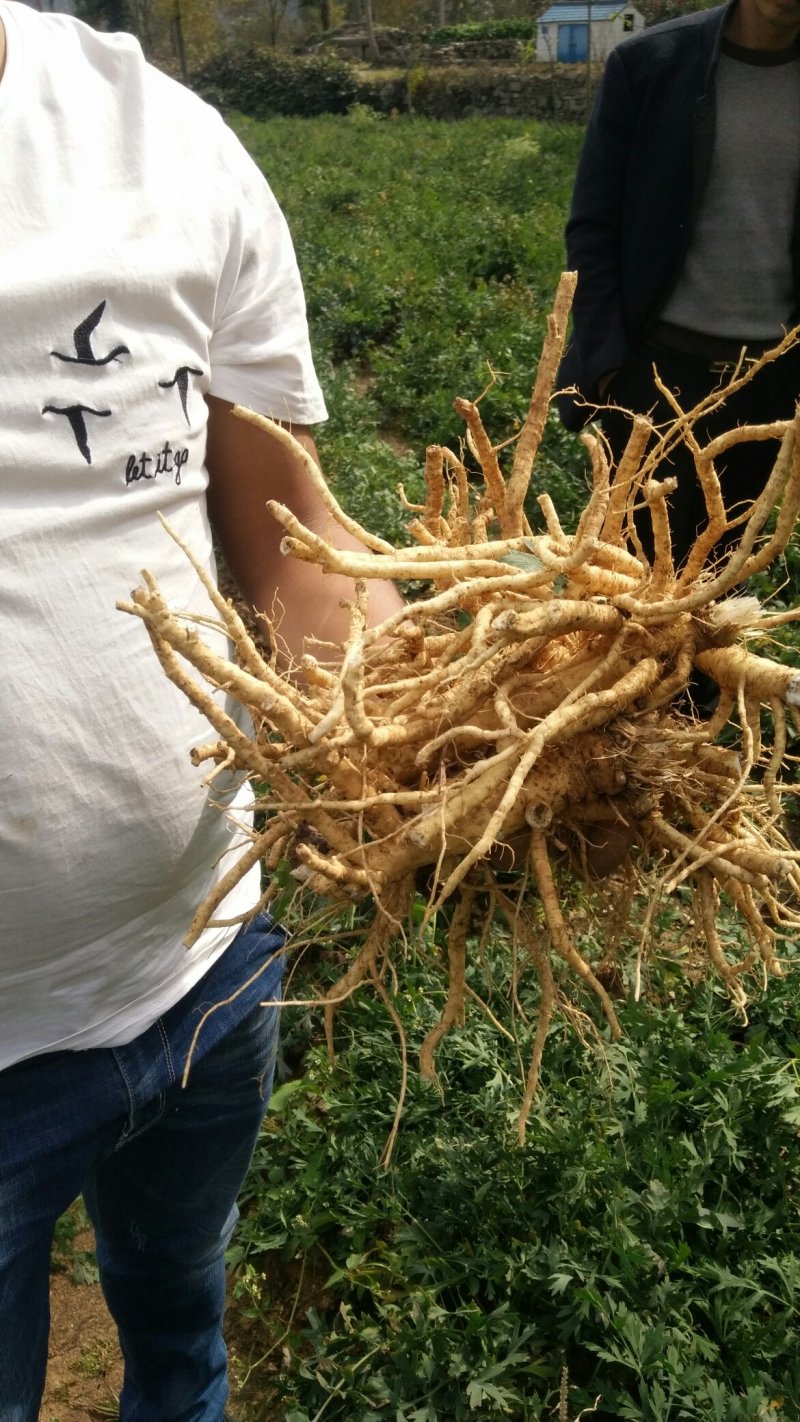 白花前胡
