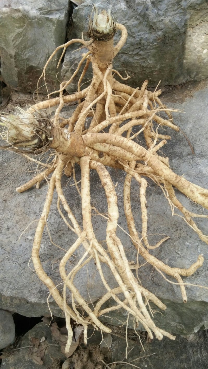 白花前胡