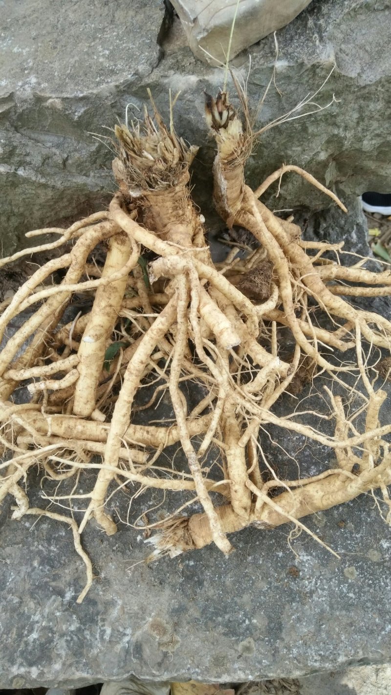 白花前胡