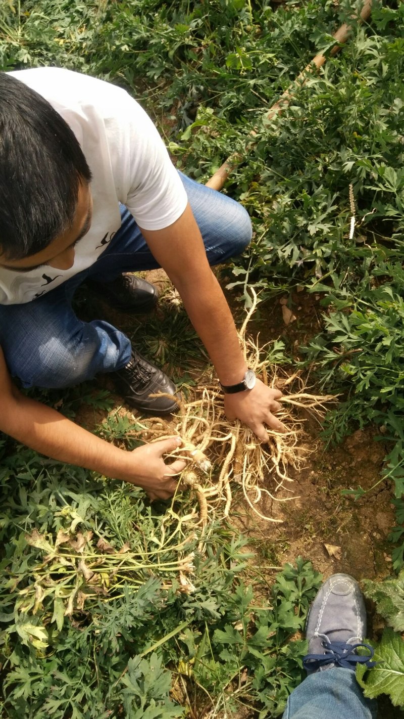 白花前胡