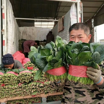 菠菜