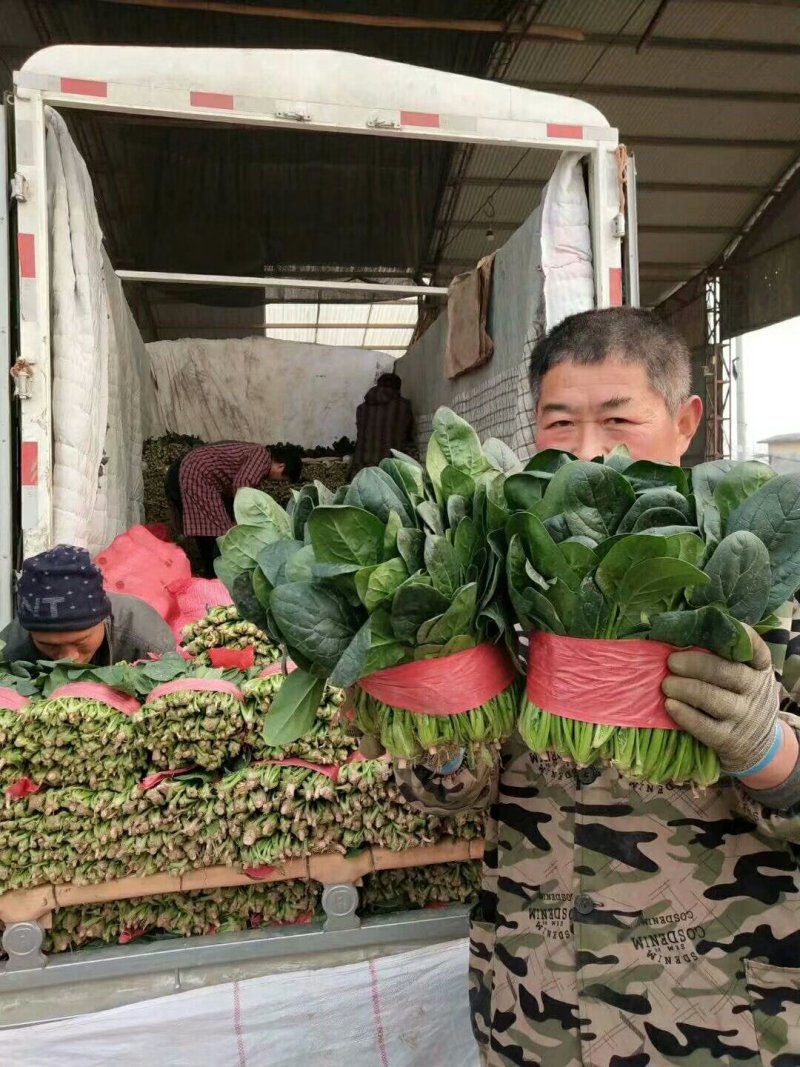 菠菜
